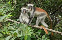 Zanzibar Jozani Forest and Prison Island private tour