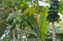 Zanzibar spice plantation half-day private tour