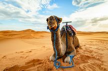 Doha desert safari, camel ride, sandboarding and Inland Sea