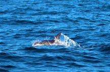 From Vilamoura: Benagil Caves and Dolphins Boat Tour