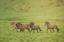 Mountains and Medows  horse back tour