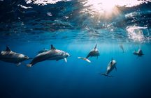Mauritius dolphin watching, crater and temple tour