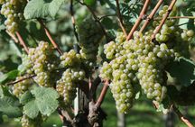 Txakoli wine house visit with tasting in a small-group
