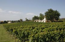 Txakoli wine house visit with tasting in a small-group