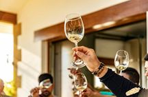 Txakoli wine house visit with tasting in a small-group