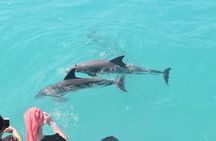 Key West morning dolphin watch and snorkeling