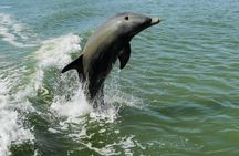 Private Everglades bird watching and photography safari boat tour