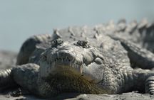 Private Everglades bird watching and photography safari boat tour