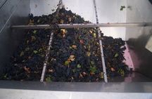 Winery Visit in La Rioja from Pamplona with Tasting and Lunch