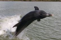 Everglades National Park dolphin, birding and wildlife boat tour