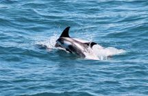 Whale watching and northern lights tour from Reykjavik
