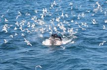 Whale watching and northern lights tour from Reykjavik