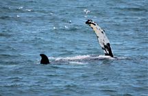 Whale watching tour in Reykjavik