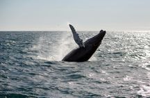 Whale watching tour in Reykjavik