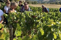 Private Beaujolais wine tour from Lyon