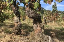 Private Beaujolais wine tour from Lyon