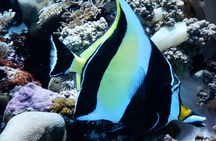 Zanzibar diving experiences from the North East coast