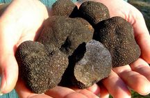 3-hour truffle hunting tour at Les Pastras