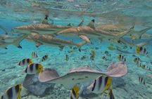 Bora Bora private Cap Camarat 25ft boat rental