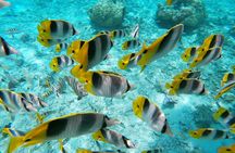 Bora Bora Glass-Bottom Boat Tour