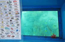 Bora Bora Glass-Bottom Boat Tour