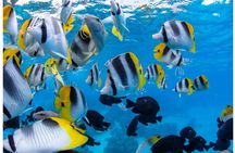 Bora Bora blue lagoon cruise