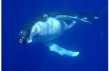 Bora Bora whale watching tour