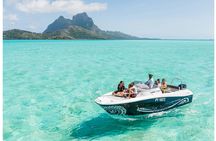 Bora Bora whale watching tour