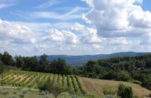 Traditional French olive harvest experience at Les Pastras