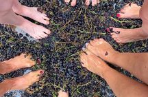 Grape stomping experience at Les Pastras