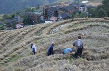 Full-day rice terrace in Longsheng and local village tour
