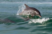 Key West morning dolphin watch and snorkeling