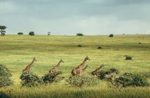 Nairobi National Park full-day tour