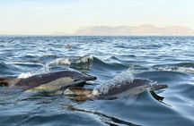 Dolphin watching and Arrábida tour