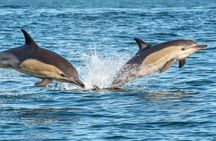 Dolphin watching half-day tour