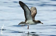3-hour marine birdwatching expedition from Vila Franca do Campo