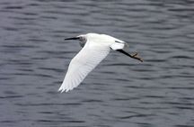 3-hour marine birdwatching expedition from Vila Franca do Campo