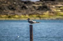 3-hour marine birdwatching expedition from Vila Franca do Campo