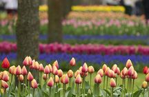 Keukenhof ticket with transfer