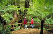 Great Ocean Road small-group full-day tour