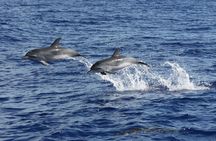 Amazing land & sea tour with open roof 4x4 and dolphin spotting
