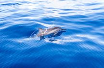 Flipper Whale Watching Morning Boat Trip Ticket