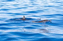 Flipper Whale Watching Morning Boat Trip Ticket