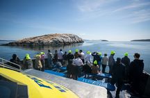Half-day whale watching from Vancouver