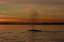 Sunset whale watching adventure from Victoria
