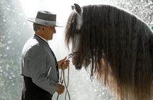 Andalusian horse flamenco show in Torremolinos