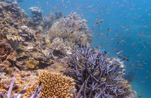Fitzroy Island adventures full-day tour