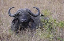 Hluhluwe-Imfolozi Park Tour from Durban