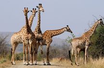 Hluhluwe-Imfolozi Park Tour from Durban