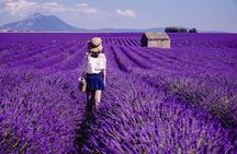Full-day lavender tour in Valensole from Aix en Provence